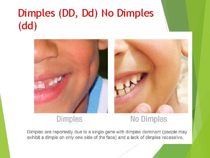 Dimples (DD, Dd) No Dimples (dd) 