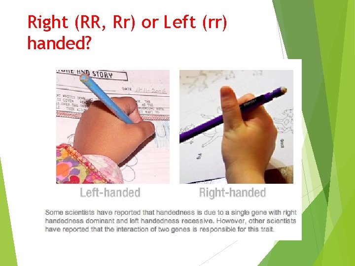 Right (RR, Rr) or Left (rr) handed? 