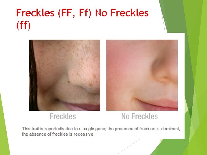 Freckles (FF, Ff) No Freckles (ff) 