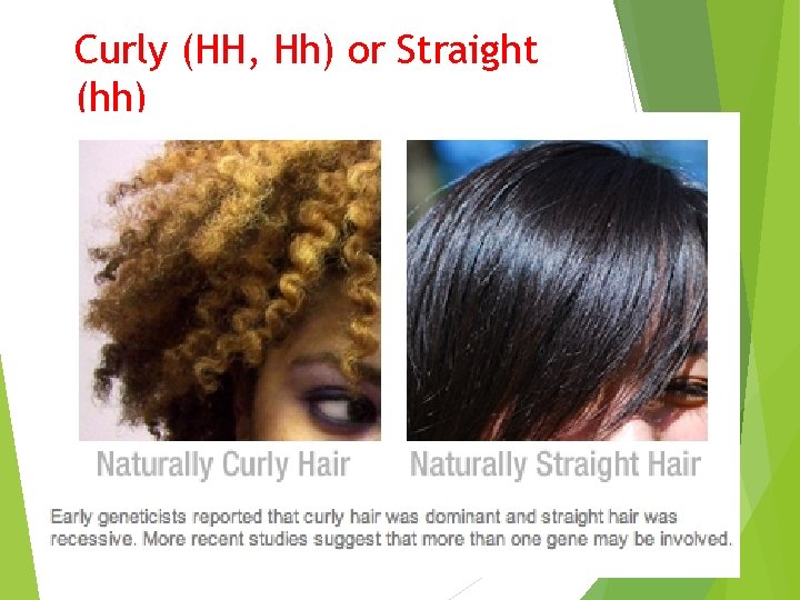 Curly (HH, Hh) or Straight (hh) 