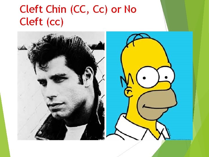 Cleft Chin (CC, Cc) or No Cleft (cc) 