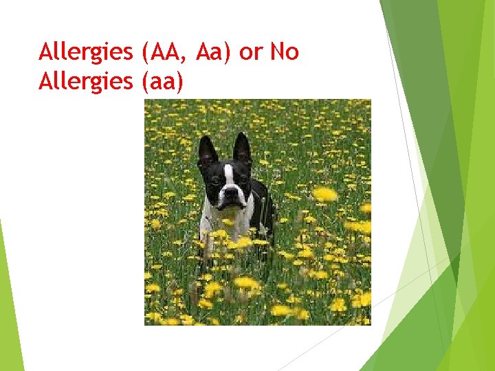 Allergies (AA, Aa) or No Allergies (aa) 