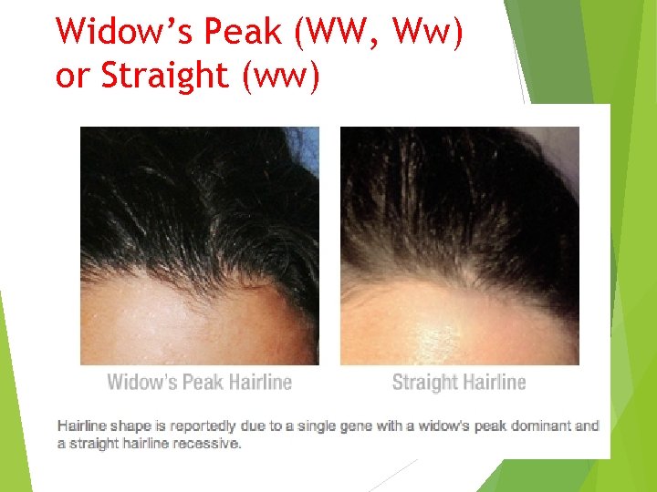 Widow’s Peak (WW, Ww) or Straight (ww) 