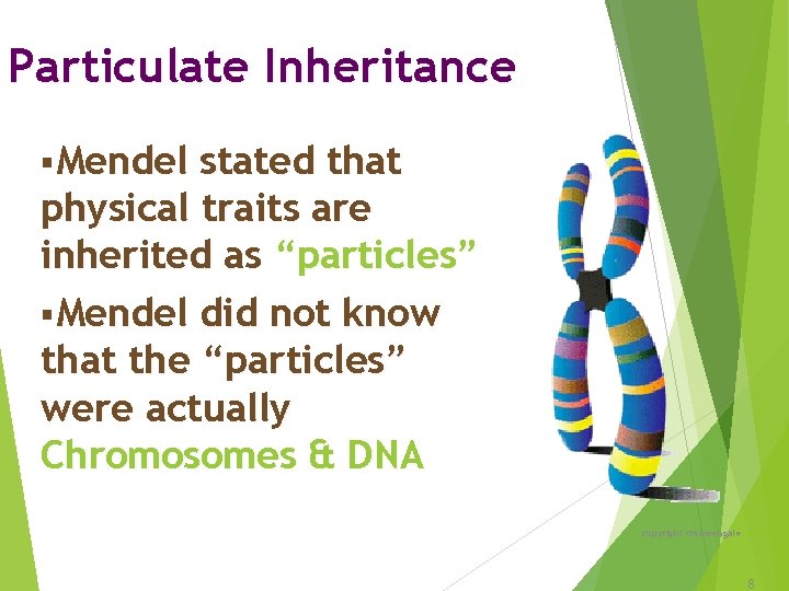 Particulate Inheritance §Mendel stated that physical traits are inherited as “particles” §Mendel did not