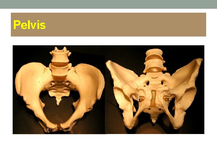 Pelvis 