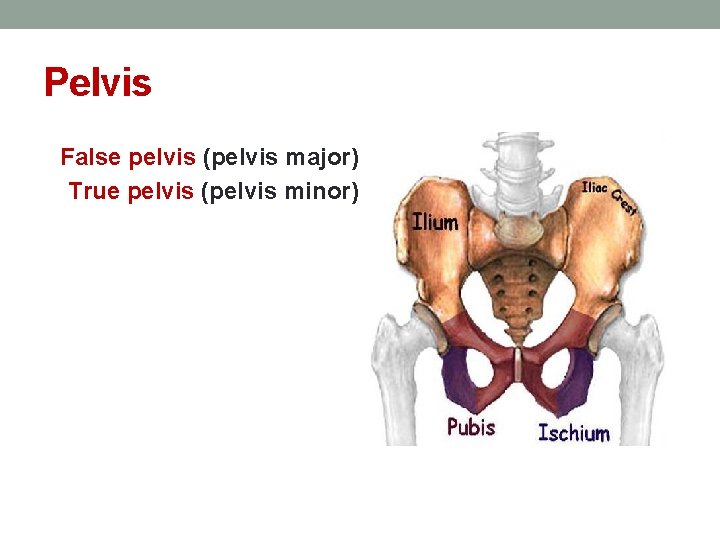 Pelvis False pelvis (pelvis major) True pelvis (pelvis minor) 