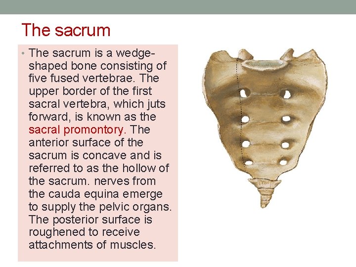 The sacrum • The sacrum is a wedge- shaped bone consisting of five fused