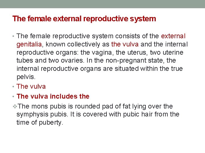 The female external reproductive system • The female reproductive system consists of the external