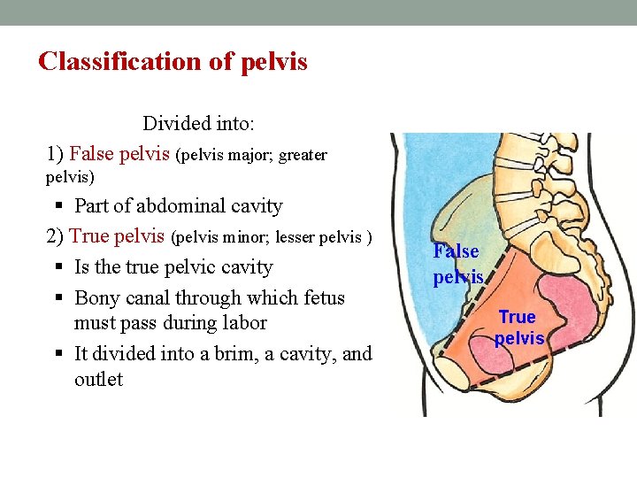 Classification of pelvis Divided into: 1) False pelvis (pelvis major; greater pelvis) § Part