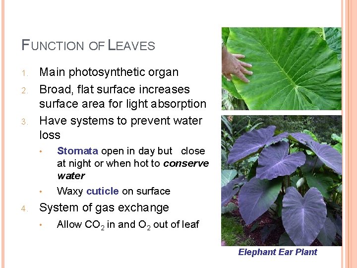 FUNCTION OF LEAVES 1. 2. 3. Main photosynthetic organ Broad, flat surface increases surface