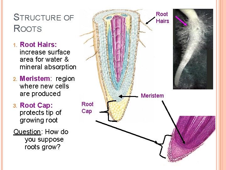 Root Hairs STRUCTURE OF ROOTS 1. Root Hairs: increase surface area for water &
