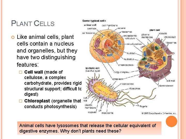 PLANT CELLS Like animal cells, plant cells contain a nucleus and organelles, but they