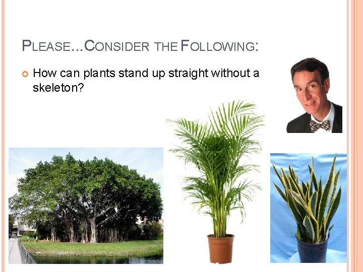 PLEASE. . . CONSIDER THE FOLLOWING: How can plants stand up straight without a