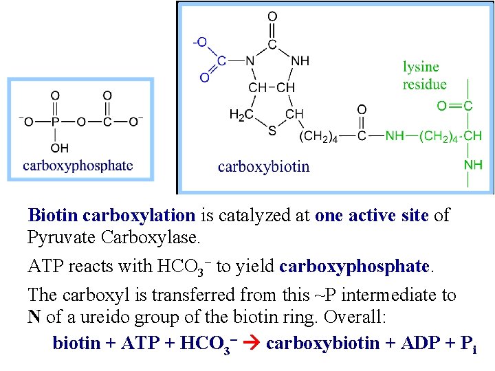 Biotin carboxylation is catalyzed at one active site of Pyruvate Carboxylase. ATP reacts with