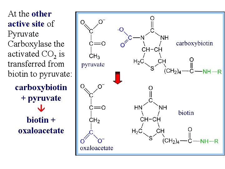 At the other active site of Pyruvate Carboxylase the activated CO 2 is transferred