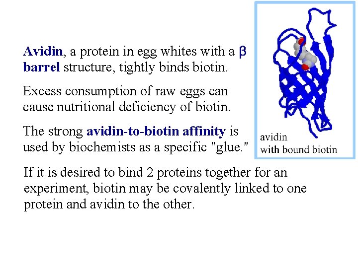 Avidin, a protein in egg whites with a b barrel structure, tightly binds biotin.