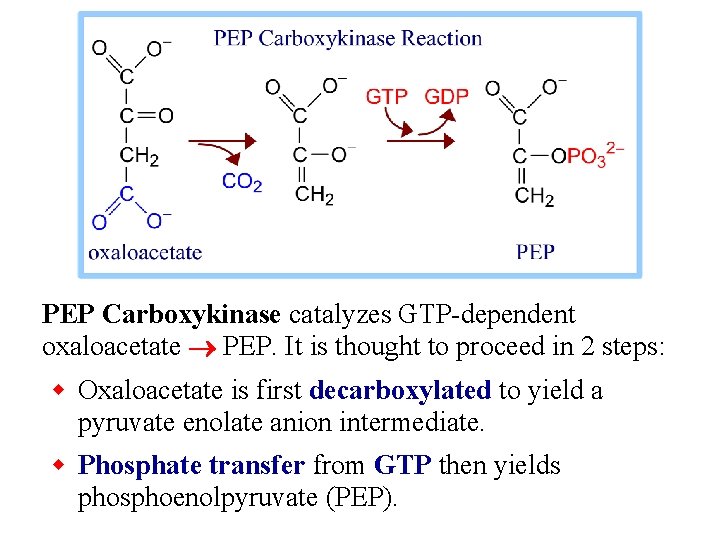 PEP Carboxykinase catalyzes GTP-dependent oxaloacetate PEP. It is thought to proceed in 2 steps: