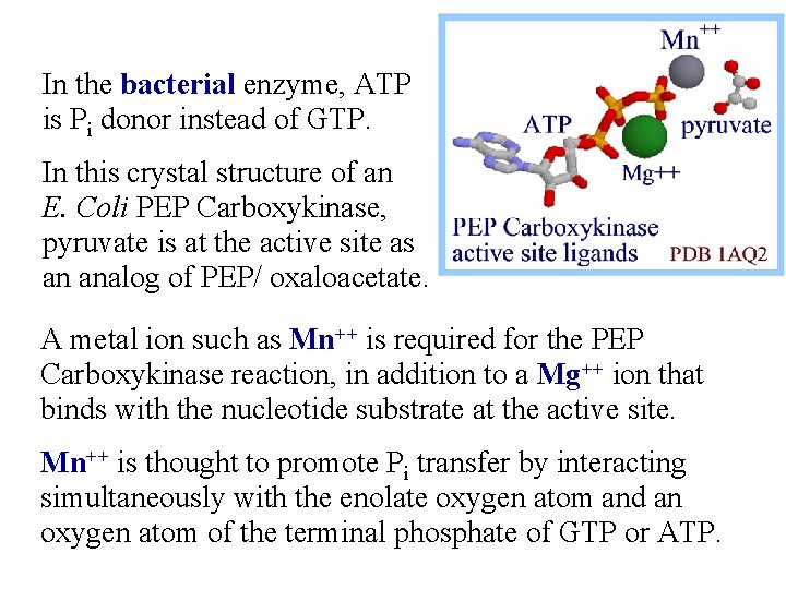 In the bacterial enzyme, ATP is Pi donor instead of GTP. In this crystal