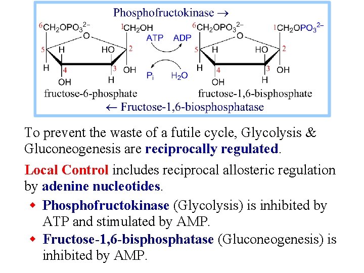 To prevent the waste of a futile cycle, Glycolysis & Gluconeogenesis are reciprocally regulated.