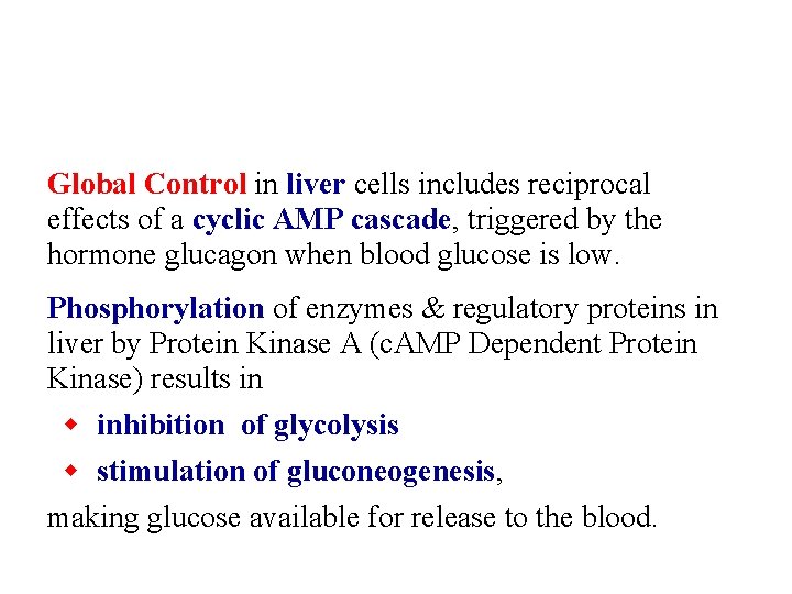 Global Control in liver cells includes reciprocal effects of a cyclic AMP cascade, triggered