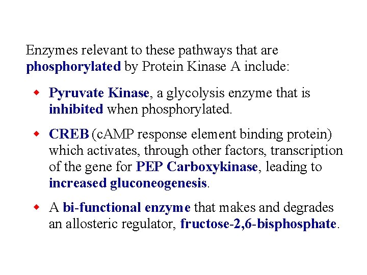 Enzymes relevant to these pathways that are phosphorylated by Protein Kinase A include: w