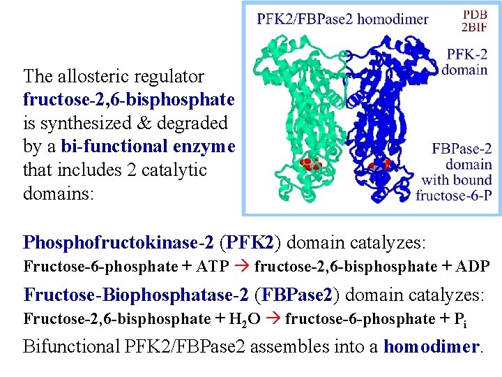 The allosteric regulator fructose-2, 6 -bisphosphate is synthesized & degraded by a bi-functional enzyme