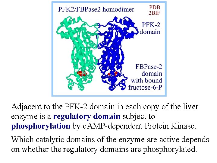 Adjacent to the PFK-2 domain in each copy of the liver enzyme is a