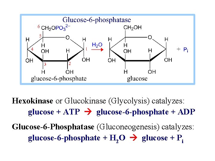 Hexokinase or Glucokinase (Glycolysis) catalyzes: glucose + ATP glucose-6 -phosphate + ADP Glucose-6 -Phosphatase