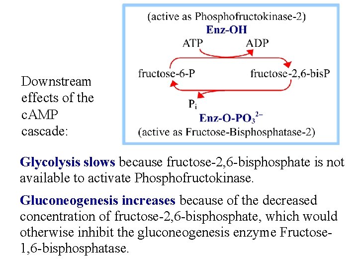 Downstream effects of the c. AMP cascade: Glycolysis slows because fructose-2, 6 -bisphosphate is