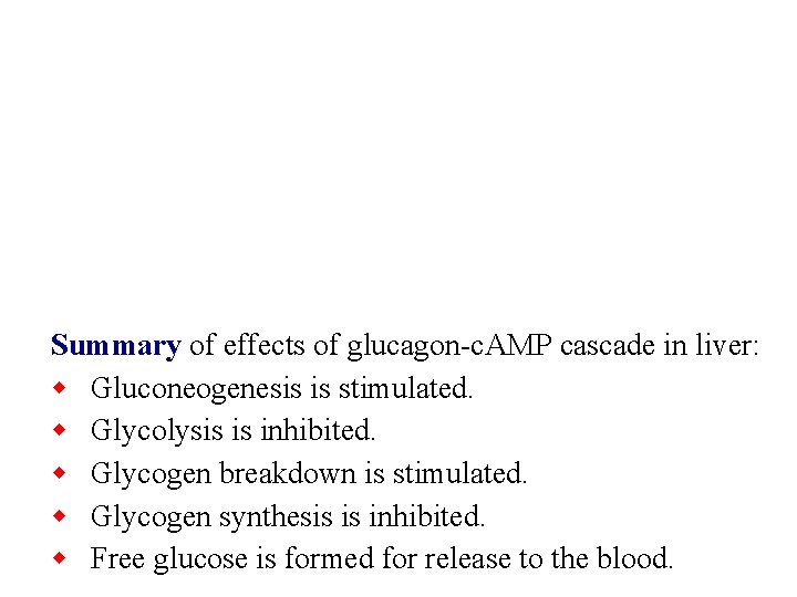 Summary of effects of glucagon-c. AMP cascade in liver: w Gluconeogenesis is stimulated. w