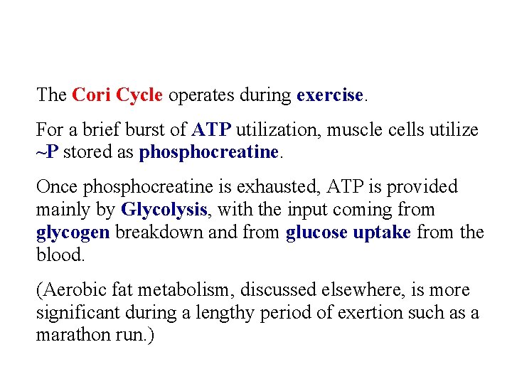 The Cori Cycle operates during exercise. For a brief burst of ATP utilization, muscle
