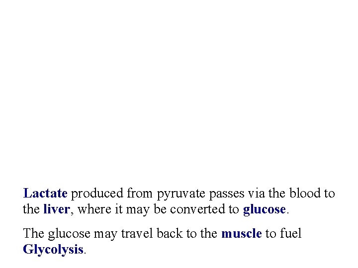 Lactate produced from pyruvate passes via the blood to the liver, where it may