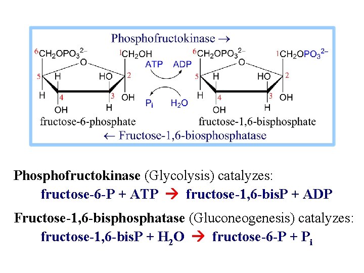 Phosphofructokinase (Glycolysis) catalyzes: fructose-6 -P + ATP fructose-1, 6 -bis. P + ADP Fructose-1,