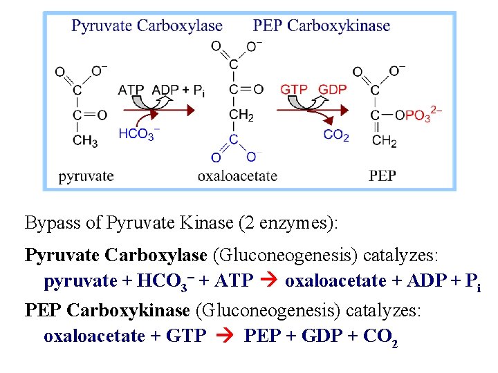 Bypass of Pyruvate Kinase (2 enzymes): Pyruvate Carboxylase (Gluconeogenesis) catalyzes: pyruvate + HCO 3