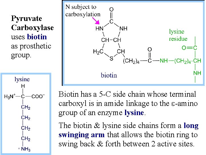 Pyruvate Carboxylase uses biotin as prosthetic group. Biotin has a 5 -C side chain