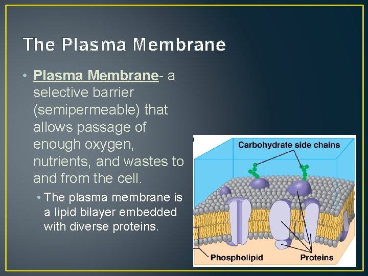 The Plasma Membrane • Plasma Membrane- a selective barrier (semipermeable) that allows passage of