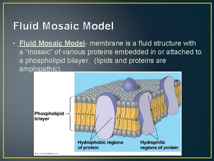 Fluid Mosaic Model • Fluid Mosaic Model- membrane is a fluid structure with a
