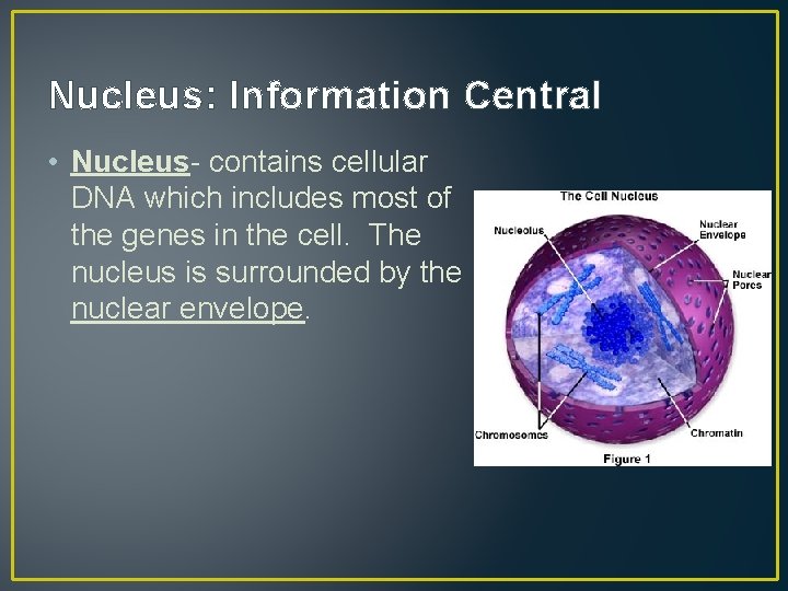 Nucleus: Information Central • Nucleus- contains cellular DNA which includes most of the genes