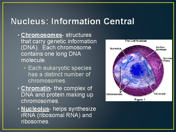 Nucleus: Information Central • Chromosomes- structures that carry genetic information (DNA). Each chromosome contains