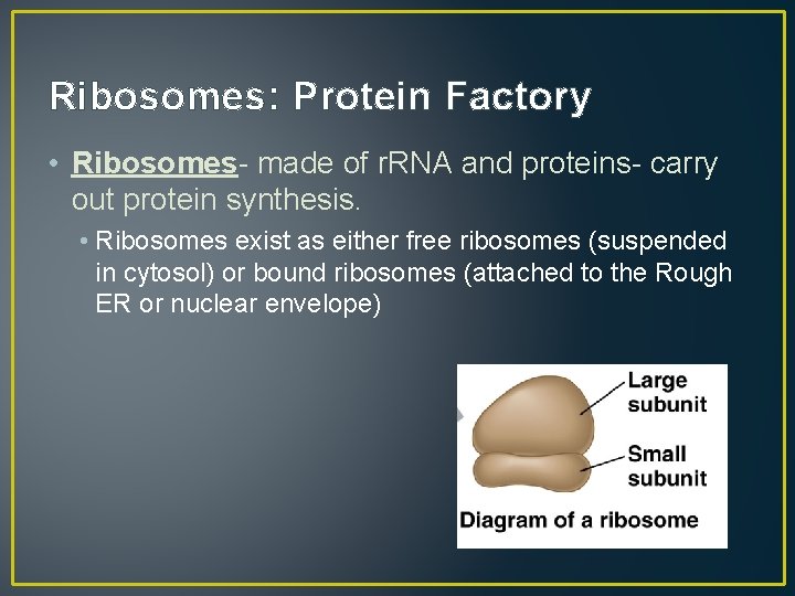 Ribosomes: Protein Factory • Ribosomes- made of r. RNA and proteins- carry out protein