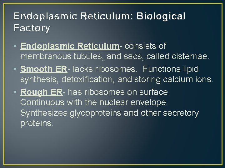 Endoplasmic Reticulum: Biological Factory • Endoplasmic Reticulum- consists of membranous tubules, and sacs, called