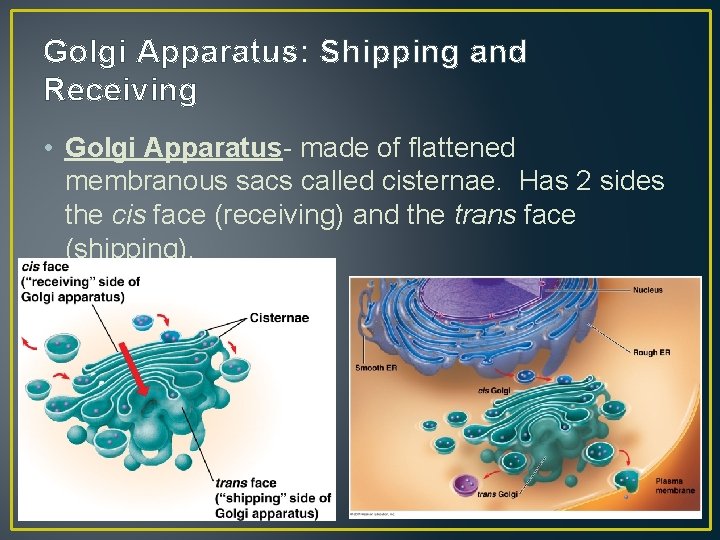 Golgi Apparatus: Shipping and Receiving • Golgi Apparatus- made of flattened membranous sacs called