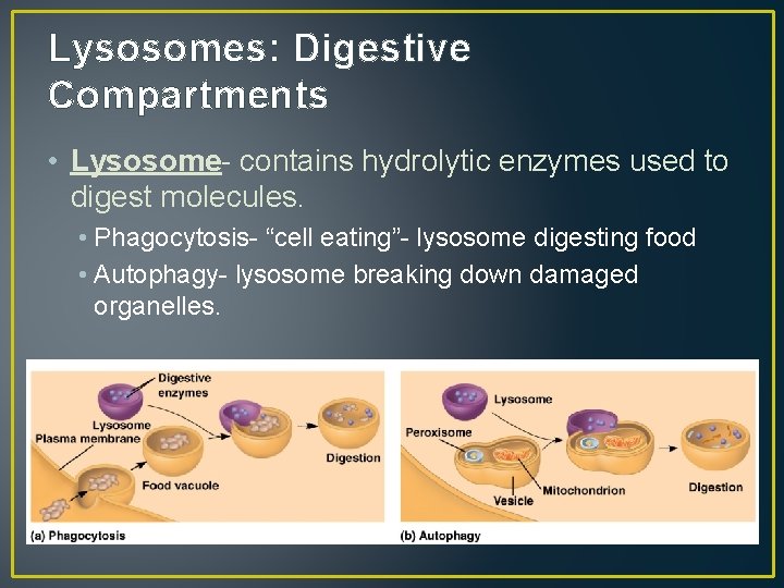 Lysosomes: Digestive Compartments • Lysosome- contains hydrolytic enzymes used to digest molecules. • Phagocytosis-