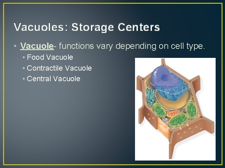 Vacuoles: Storage Centers • Vacuole- functions vary depending on cell type. • Food Vacuole