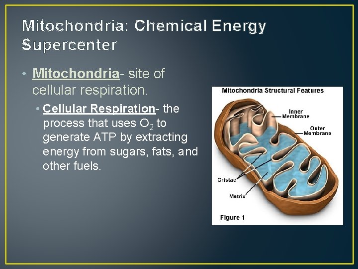 Mitochondria: Chemical Energy Supercenter • Mitochondria- site of cellular respiration. • Cellular Respiration- the