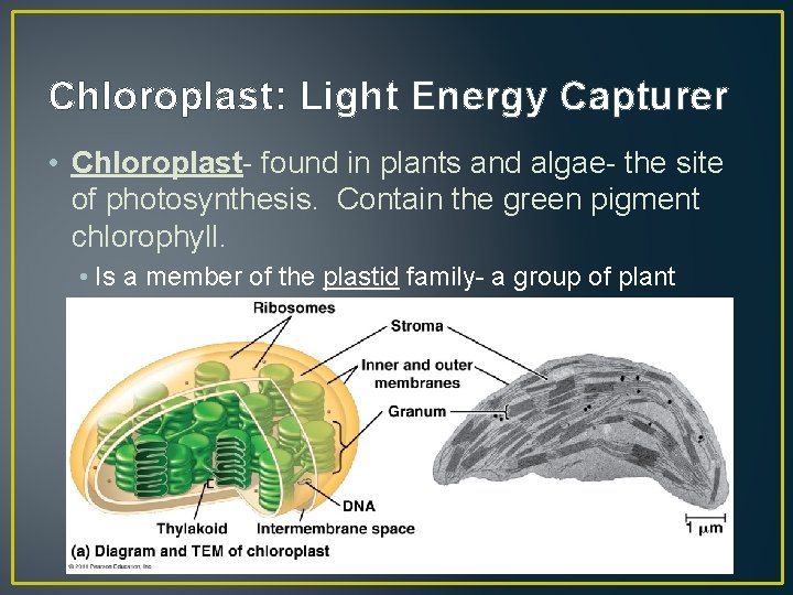 Chloroplast: Light Energy Capturer • Chloroplast- found in plants and algae- the site of