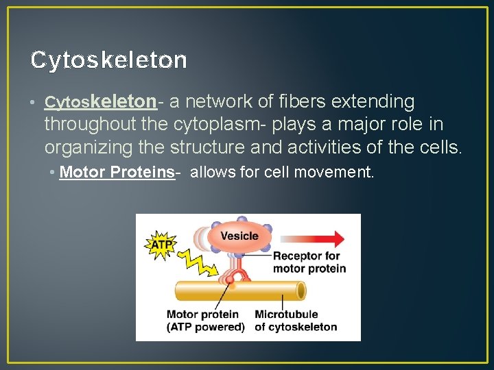 Cytoskeleton • Cytoskeleton- a network of fibers extending throughout the cytoplasm- plays a major
