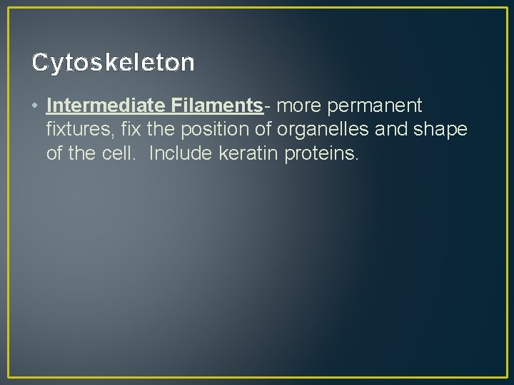 Cytoskeleton • Intermediate Filaments- more permanent fixtures, fix the position of organelles and shape
