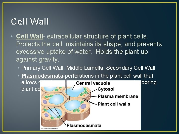Cell Wall • Cell Wall- extracellular structure of plant cells. Protects the cell, maintains