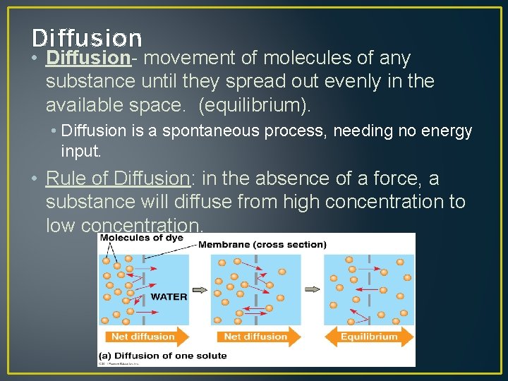 Diffusion • Diffusion- movement of molecules of any substance until they spread out evenly